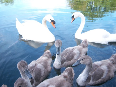 Swans and cygnets 