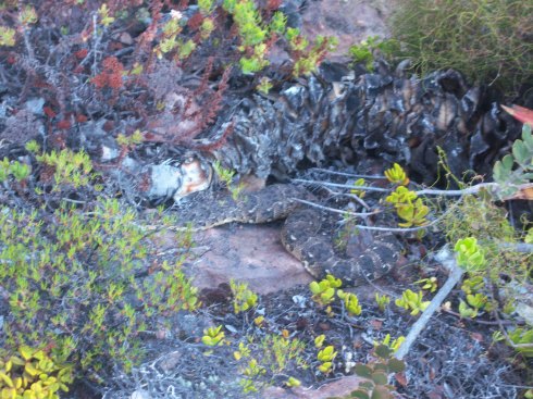 can you see the worm