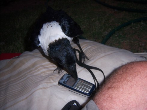 Crow making a phone call