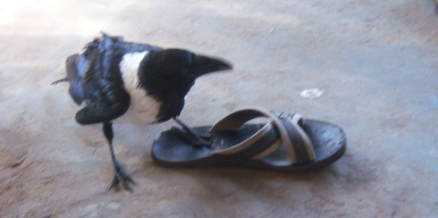 Crow trying on shoes