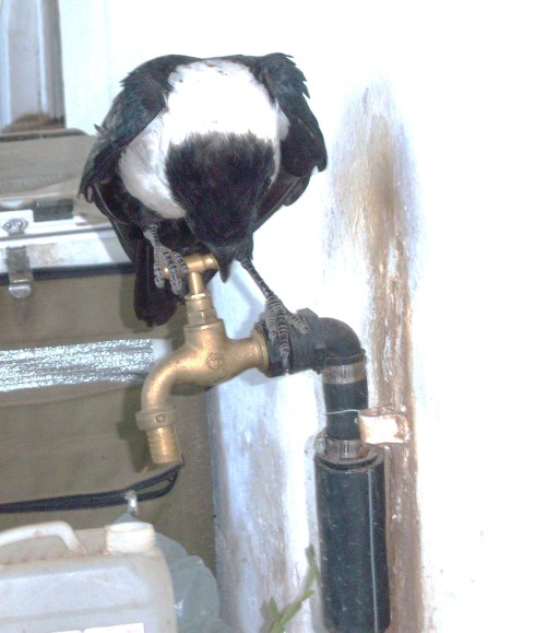Crow turning the tap on for a drink, pity he cannot turn it off aftterwards