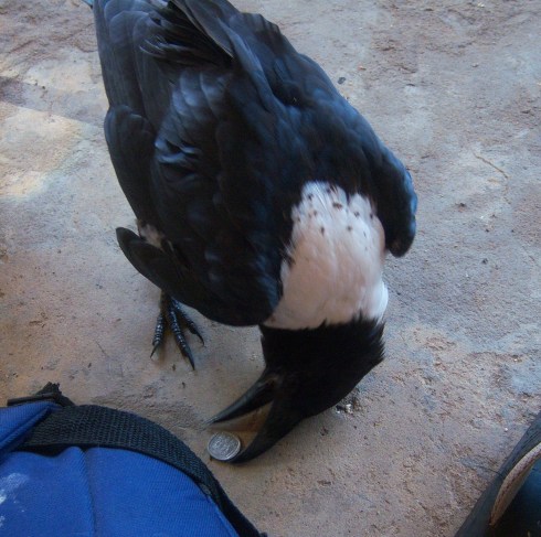 Crow's has found a rand coin on the floor