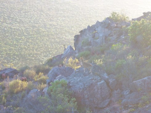 Klipspringer at dawn