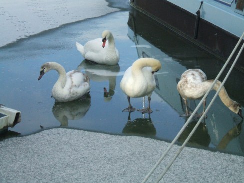 Swans and their cygnets walking on water
