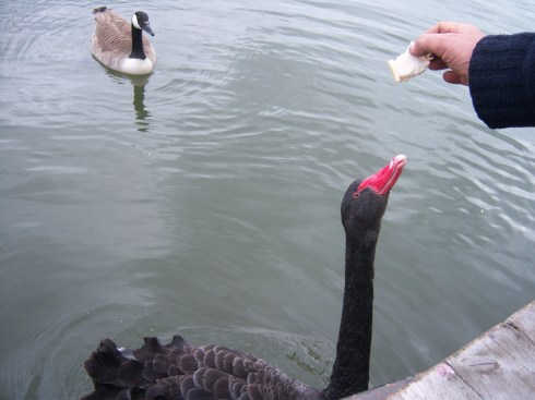 Ely-black swan