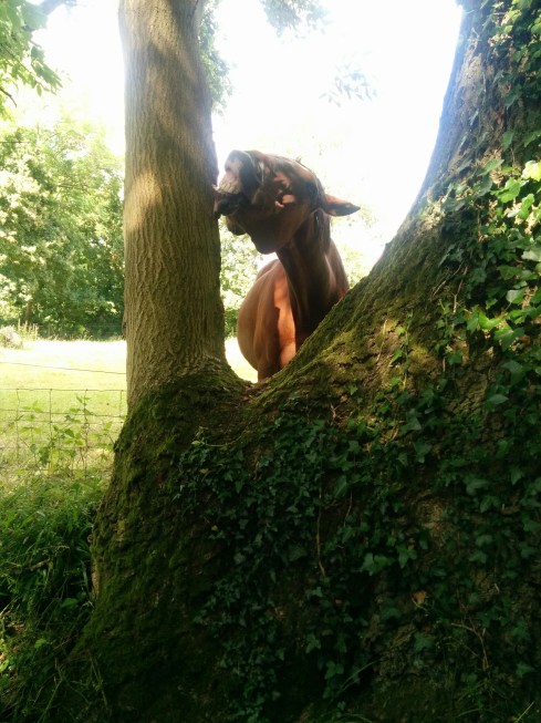 IMG_20160705_160815 (1)