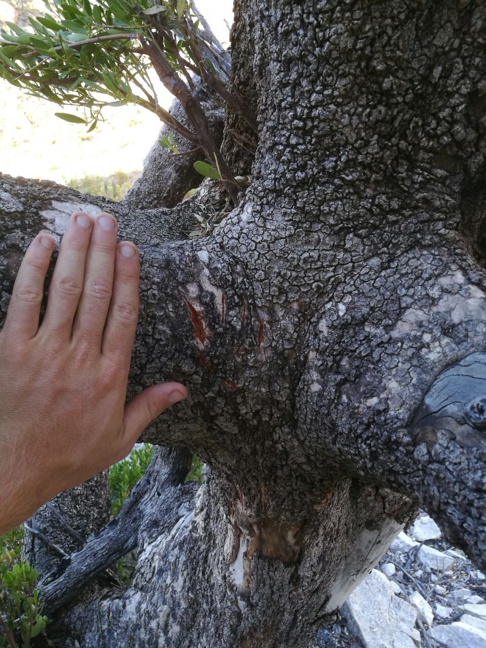 WhatsApp Image 2018-02-02 at 16.33.51