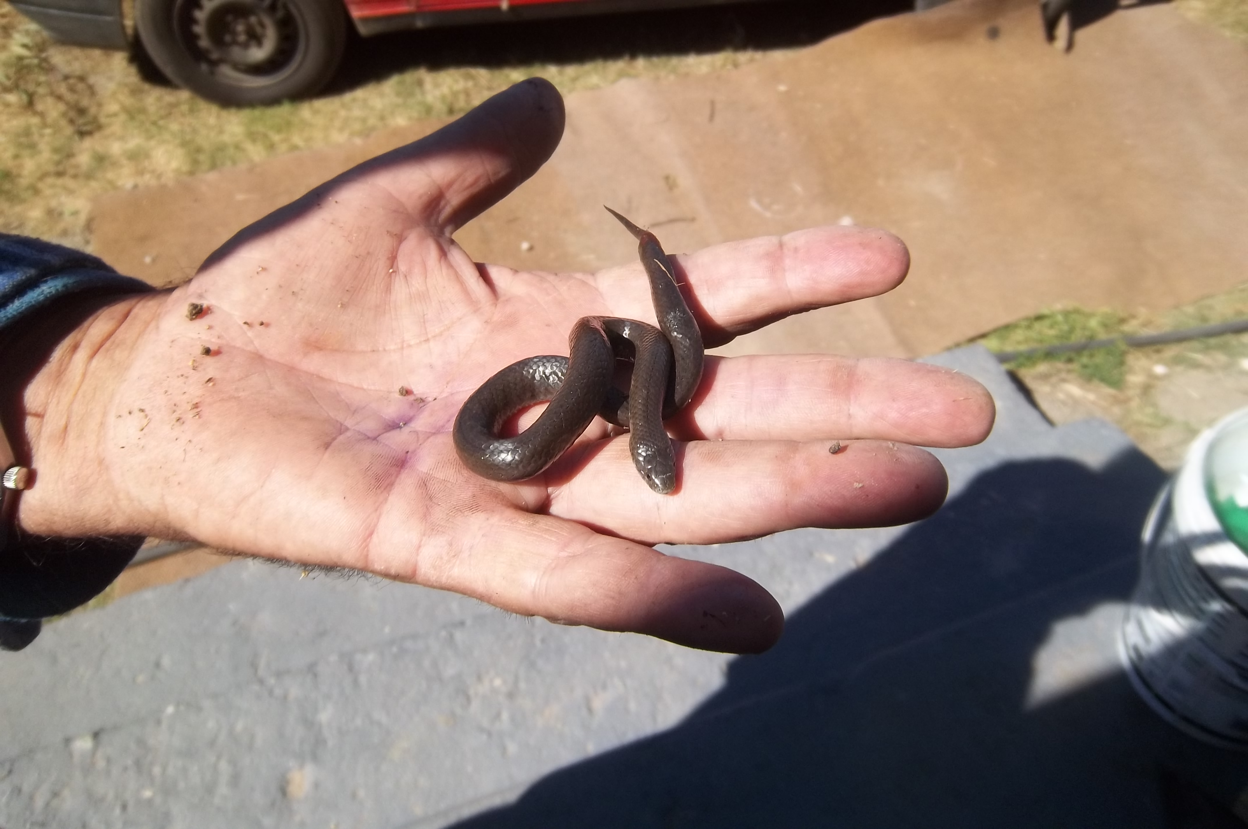 baby snake